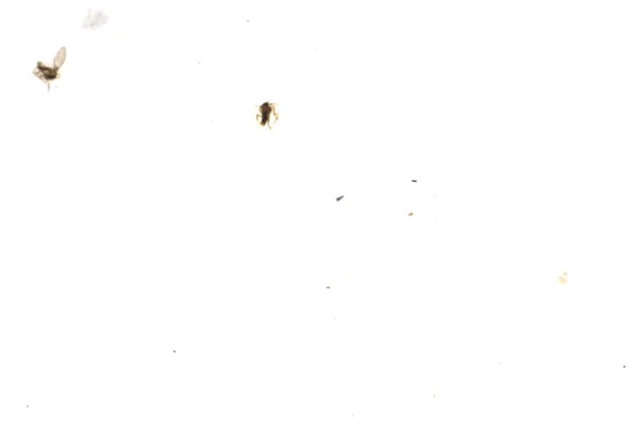 Image 81